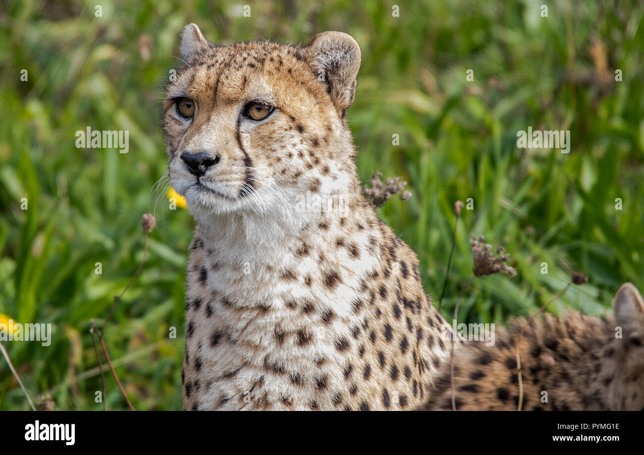 Cheetah sentarse Foto de stock