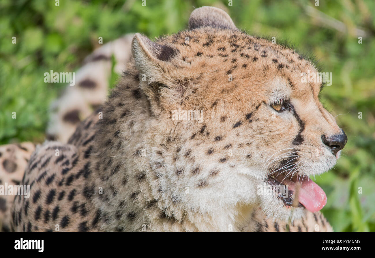 Cheetah sentarse Foto de stock