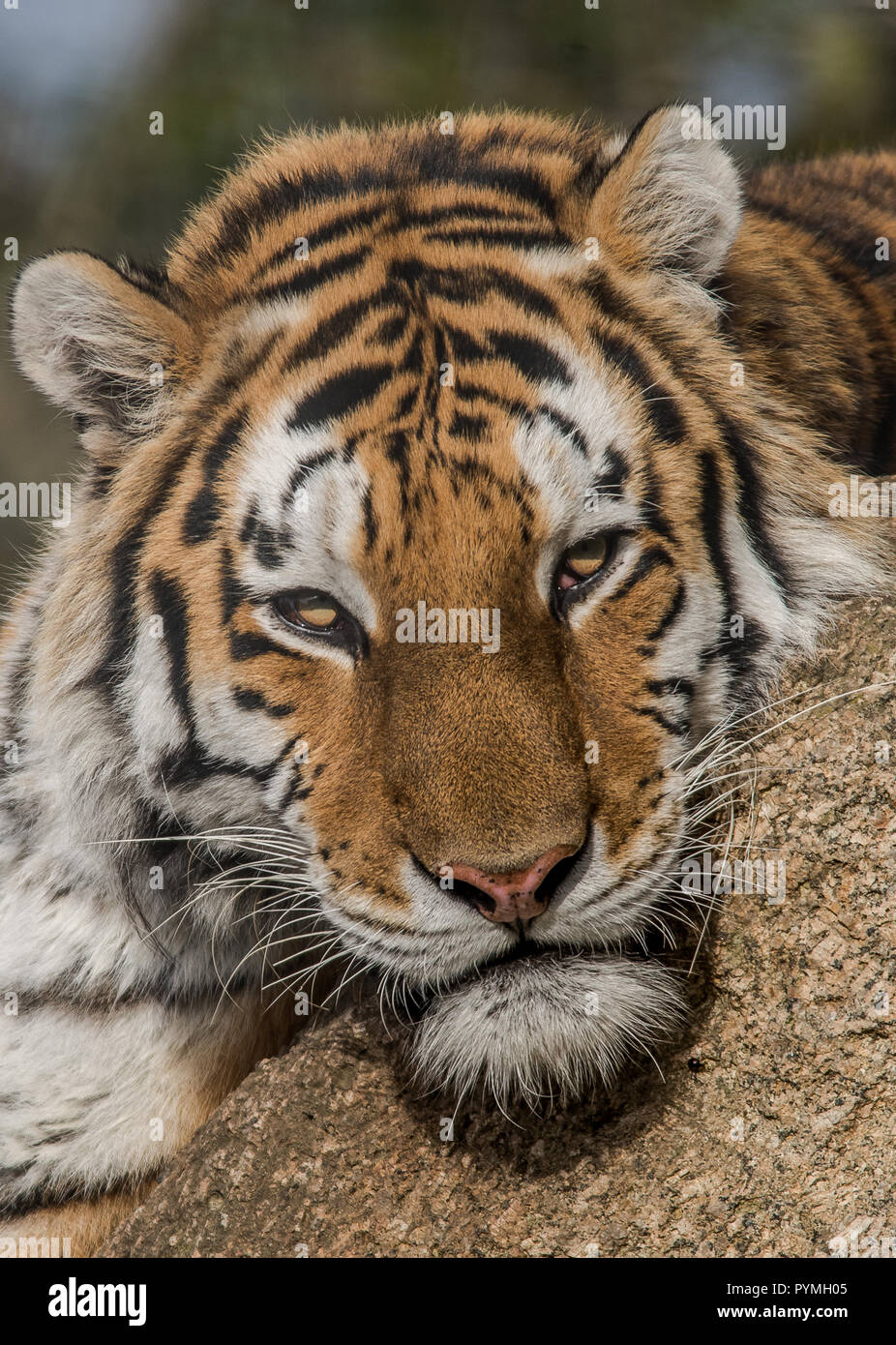 Tiger caminar y sentarse Foto de stock