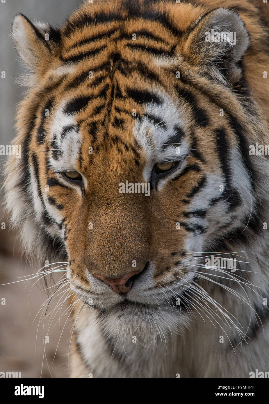 Tiger caminar y sentarse Foto de stock