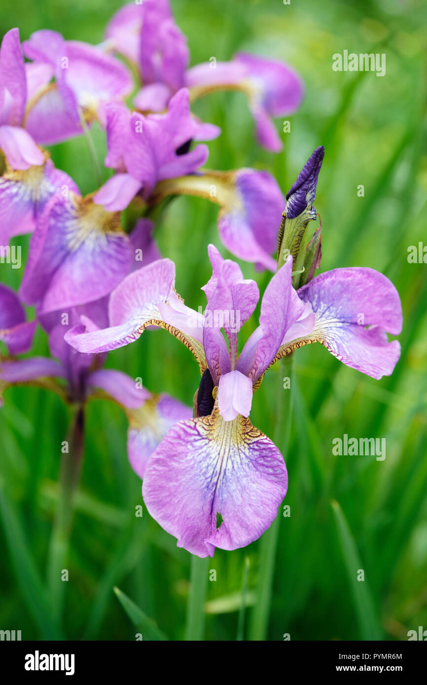 Close-up de iris sibirica "espumosas Rosa', también conocido como iris siberiano Foto de stock
