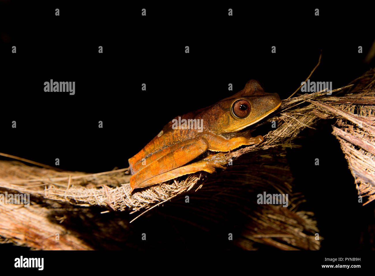 Una rana de árbol fotografiado en las selvas de Surinam cerca Botapassie en el río Surinam. Suriname se destaca por sus bosques tropicales vírgenes y biodive Foto de stock