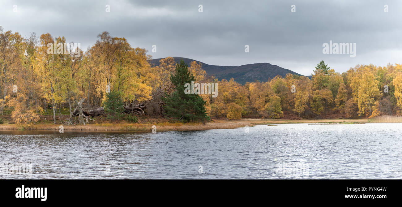 Magníficos colores de otoño entre los árboles al borde de un pequeño lago en Rothiemurchus estate, cerca de Aviemore en las Highlands escocesas. Foto de stock