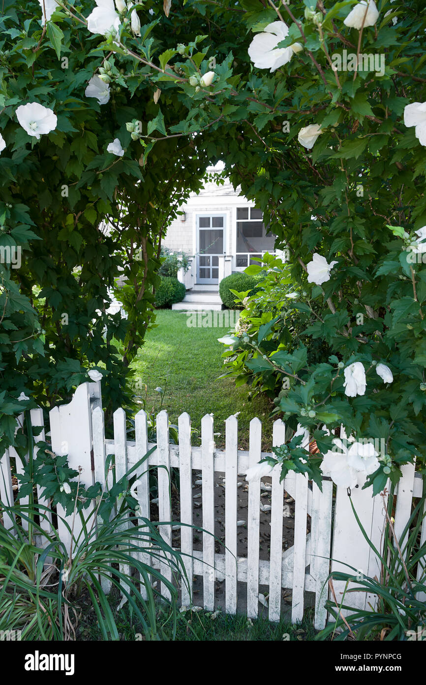 Puerta de entrada a casa con blanco cubierto de flores de hibisco en una espaldera y viejos valla blanca.. Foto de stock