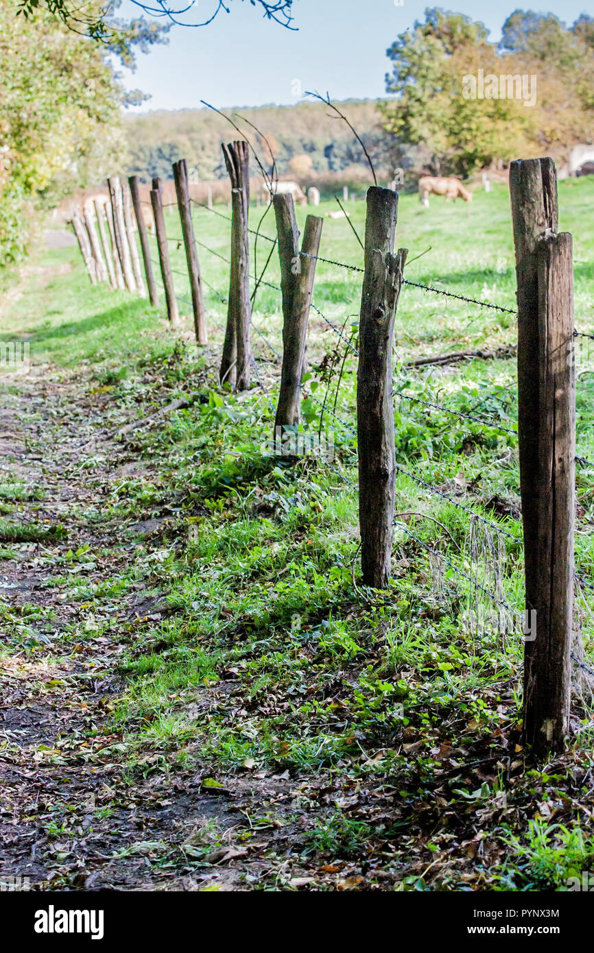 Hermosa vista de un sendero cercado con postes de madera y alambre de púas  en un maravilloso día de otoño en el sur de Limburgo Voerendaal en Holanda  Holanda Fotografía de stock 