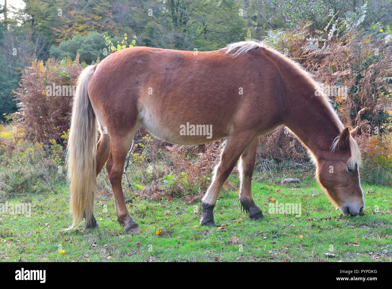 El New Forest pony es uno de los reconocidos y páramos de montaña o razas de ponis nativa de las Islas Británicas. Foto de stock