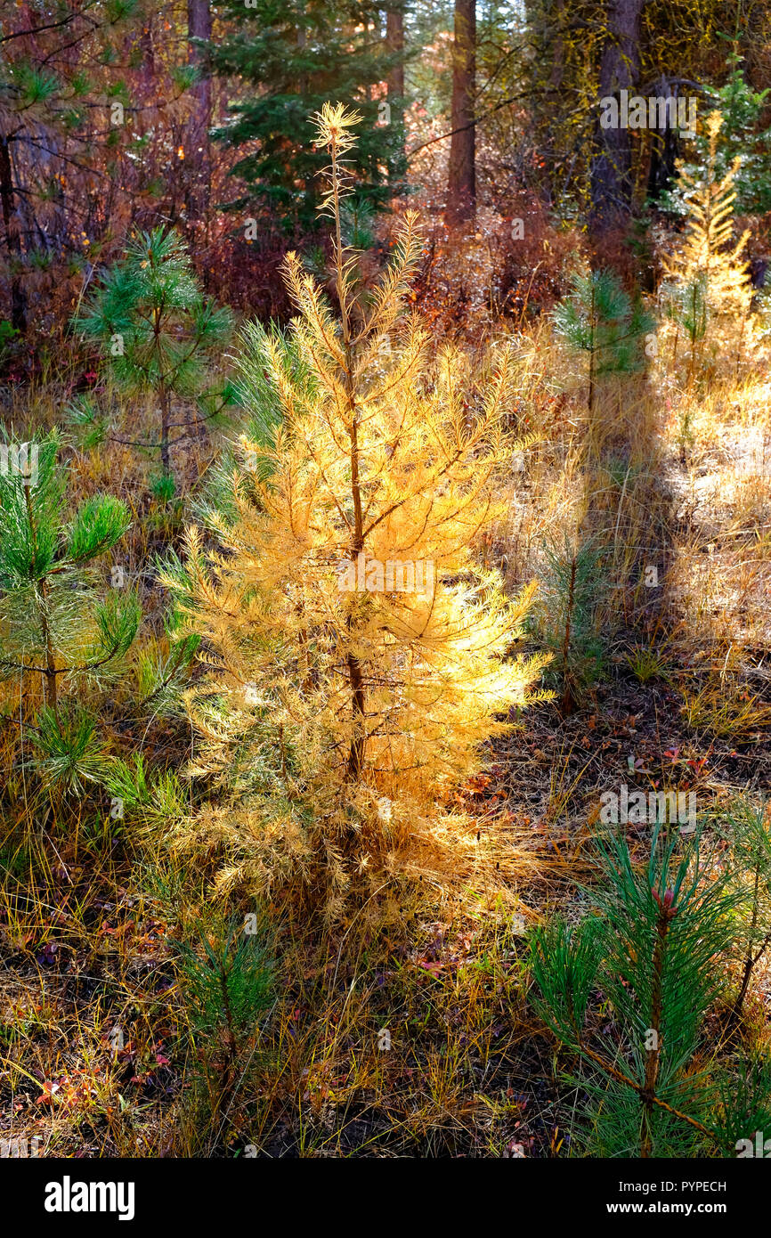 Un joven occidental árbol Alerce, Larix occidentalis, crece entre un grupo de jóvenes pinos ponderosa. Alerces gire el oro en el otoño justo antes de losi Foto de stock