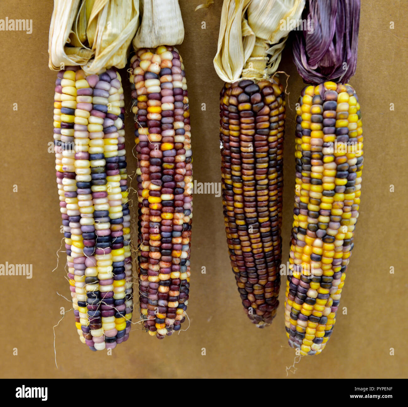 Cerca de varios colores, Indio Maíz, maíz en la mazorca. Utilizado en