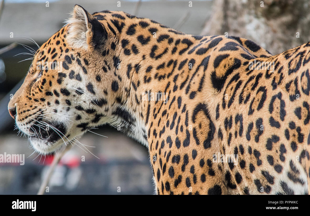 Leopard caminar y sentarse Foto de stock