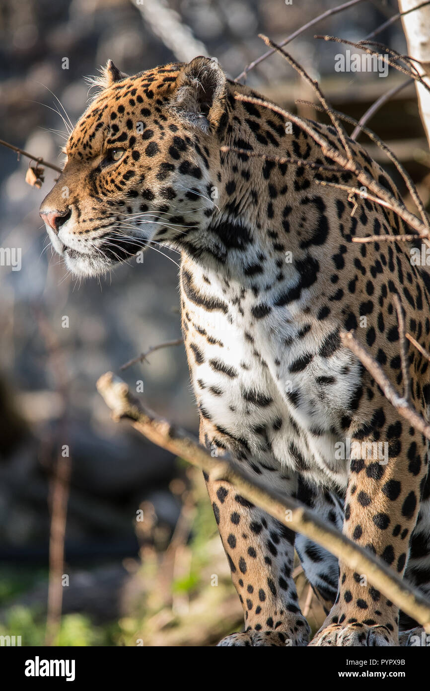 Leopard caminar y sentarse Foto de stock