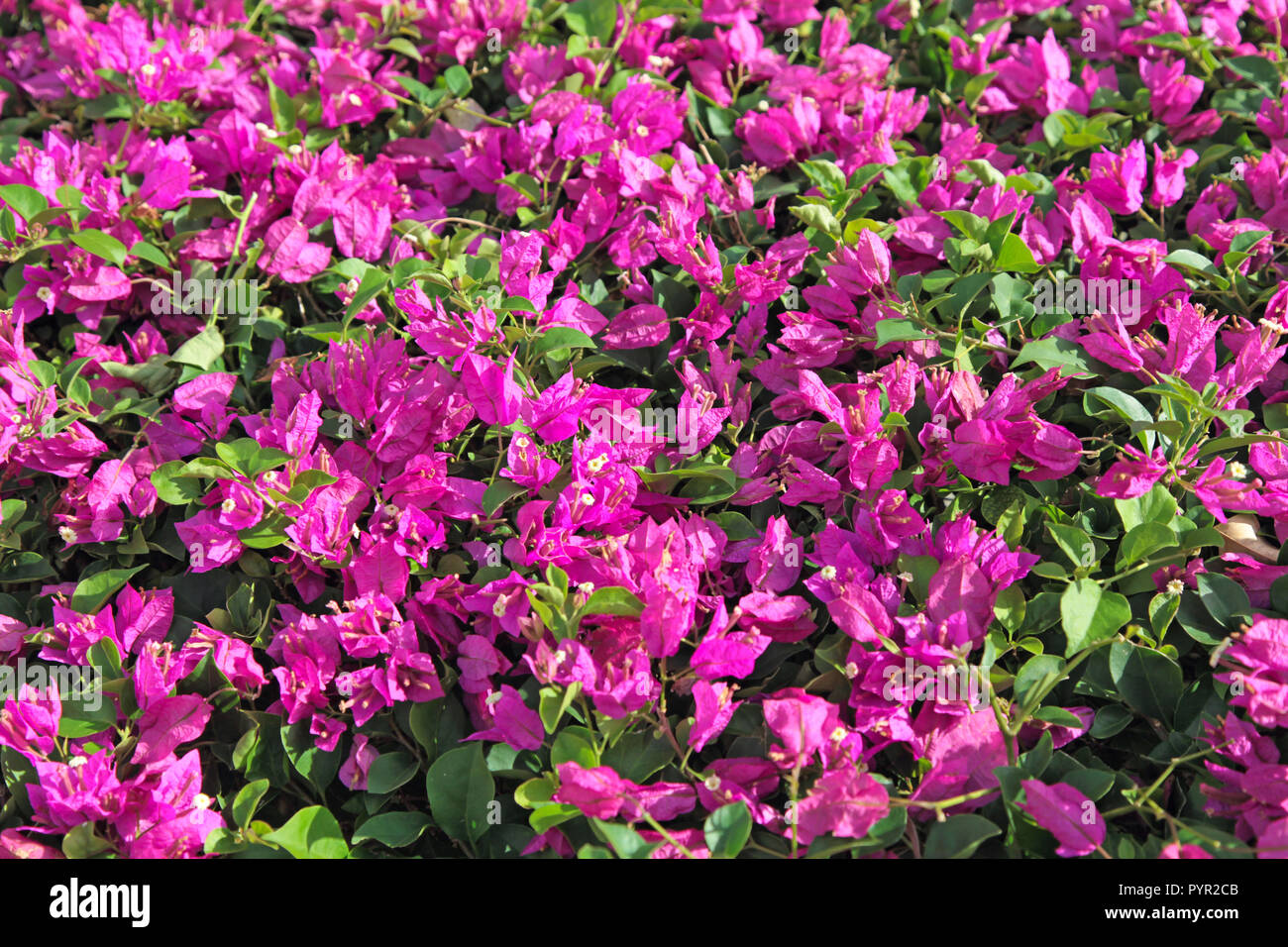 El Bougainvillea flor tropical planta hoja Foto de stock