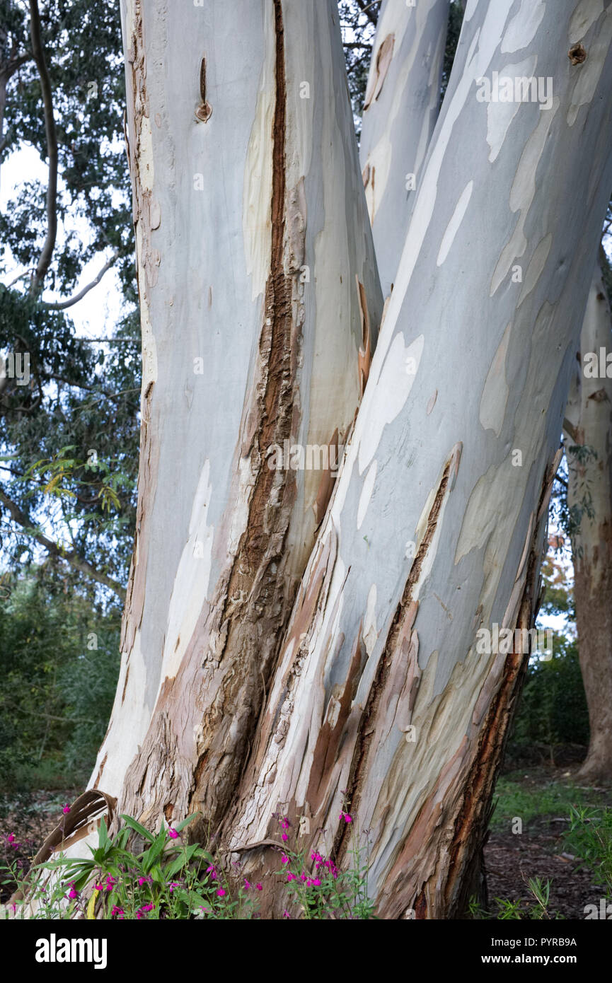 La corteza de los árboles de eucalipto Fotografía de stock - Alamy