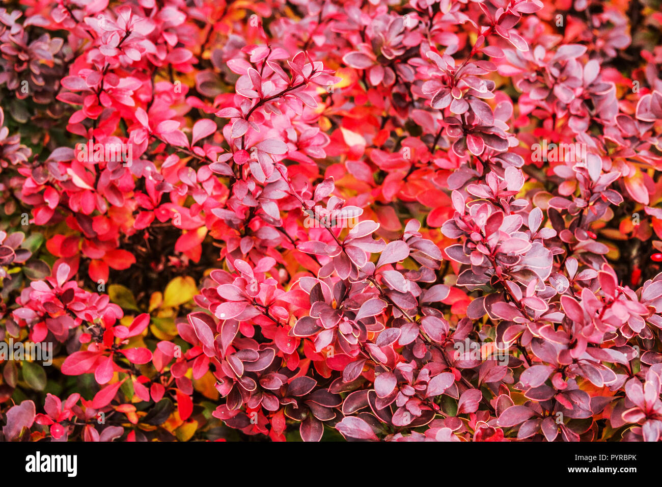 Agracejo, Berberis thunbergii 'admiración', hojas de otoño Foto de stock
