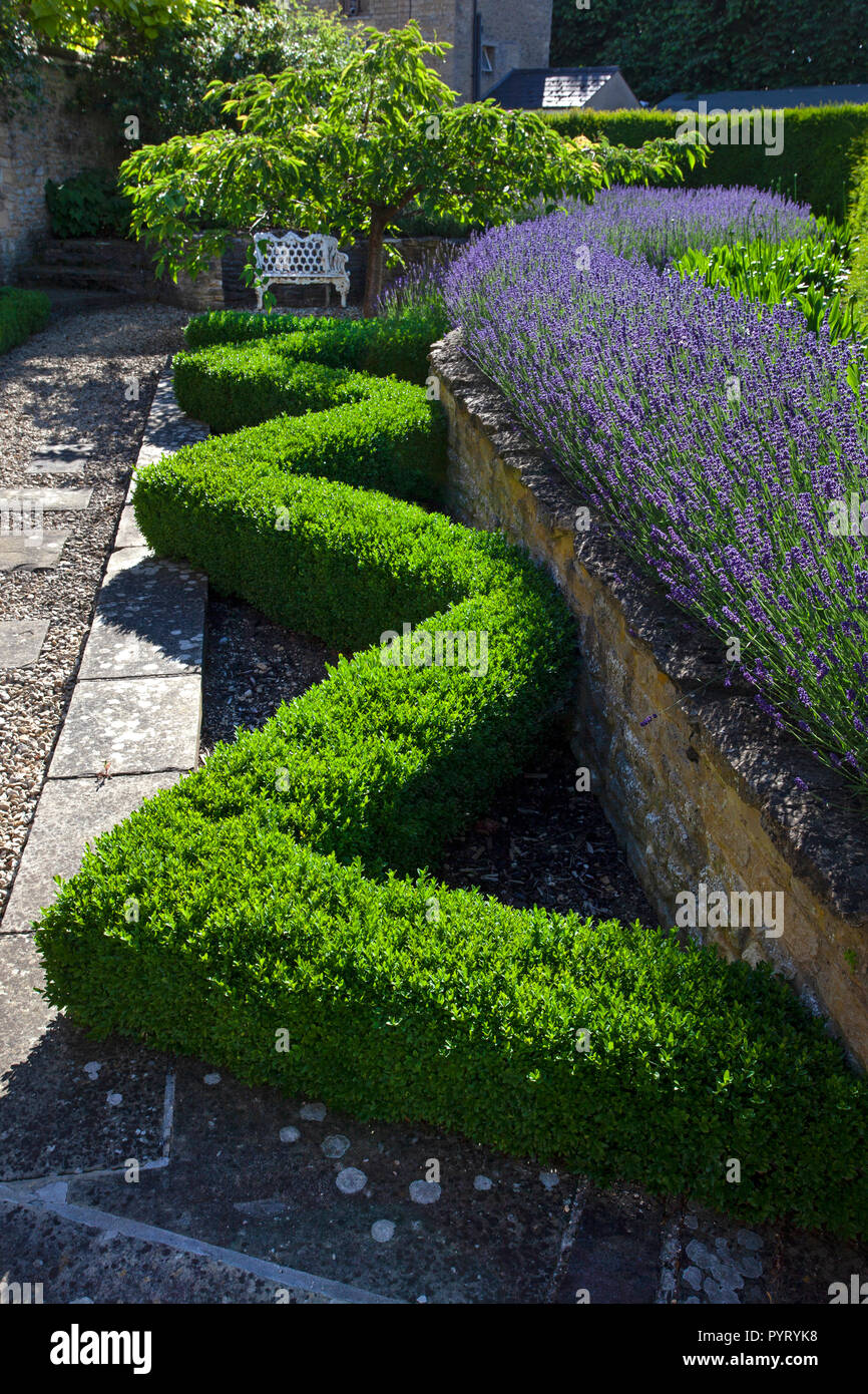 Cuadro topairy coberturas y lavanda en Jardín Inglés,Inglaterra,Europa Foto de stock