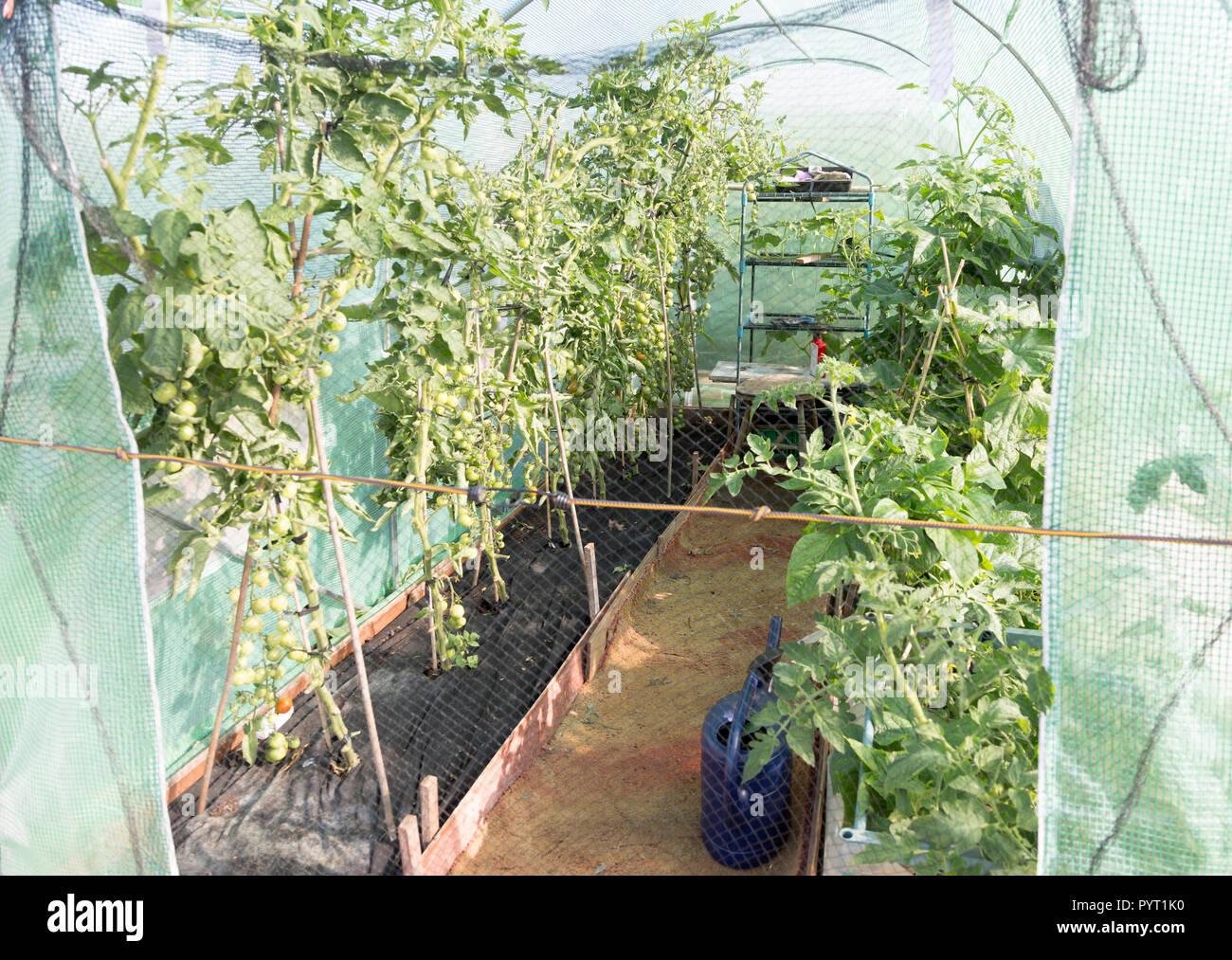 Las plantas de tomate crecen en invernadero de plástico carpa, Shottisham, Suffolk, Inglaterra, Reino Unido. Foto de stock