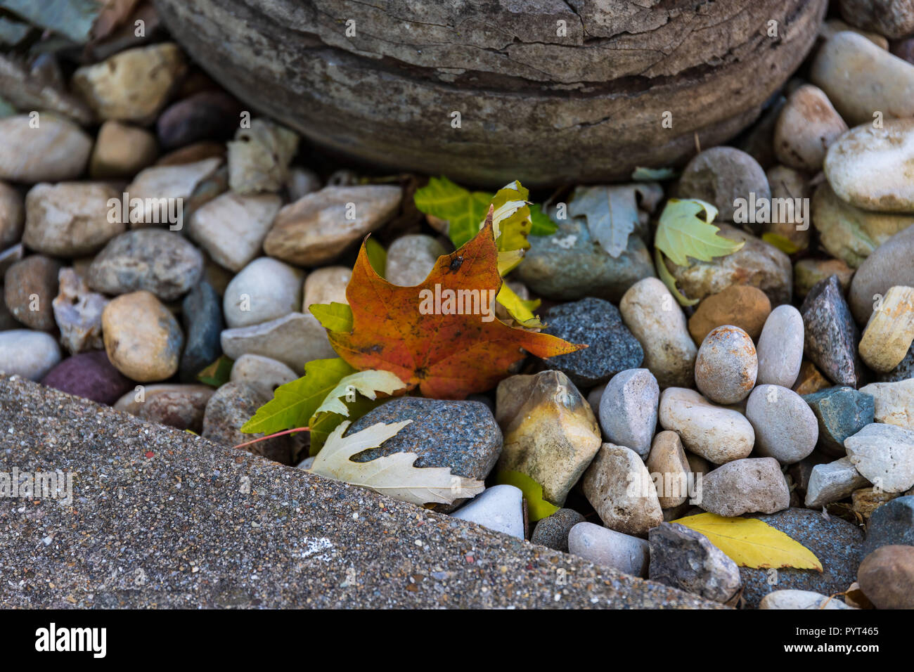 Las rocas y las hojas son enemigos naturales o realmente amigos cercanos Foto de stock