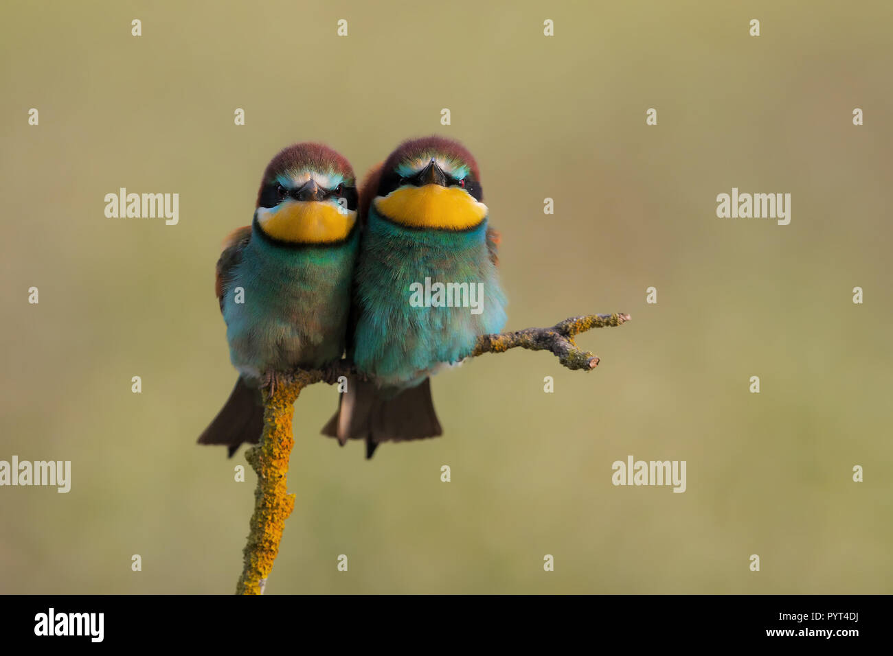 Las abejas europeas ater Foto de stock
