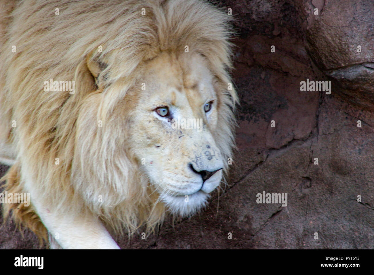 Macho White Lion - El nombre en latín de Panthera leo krugeri no se limita  a los leones blancos. Se aplica a todas las subespecies del león  Sudafricano Fotografía de stock - Alamy