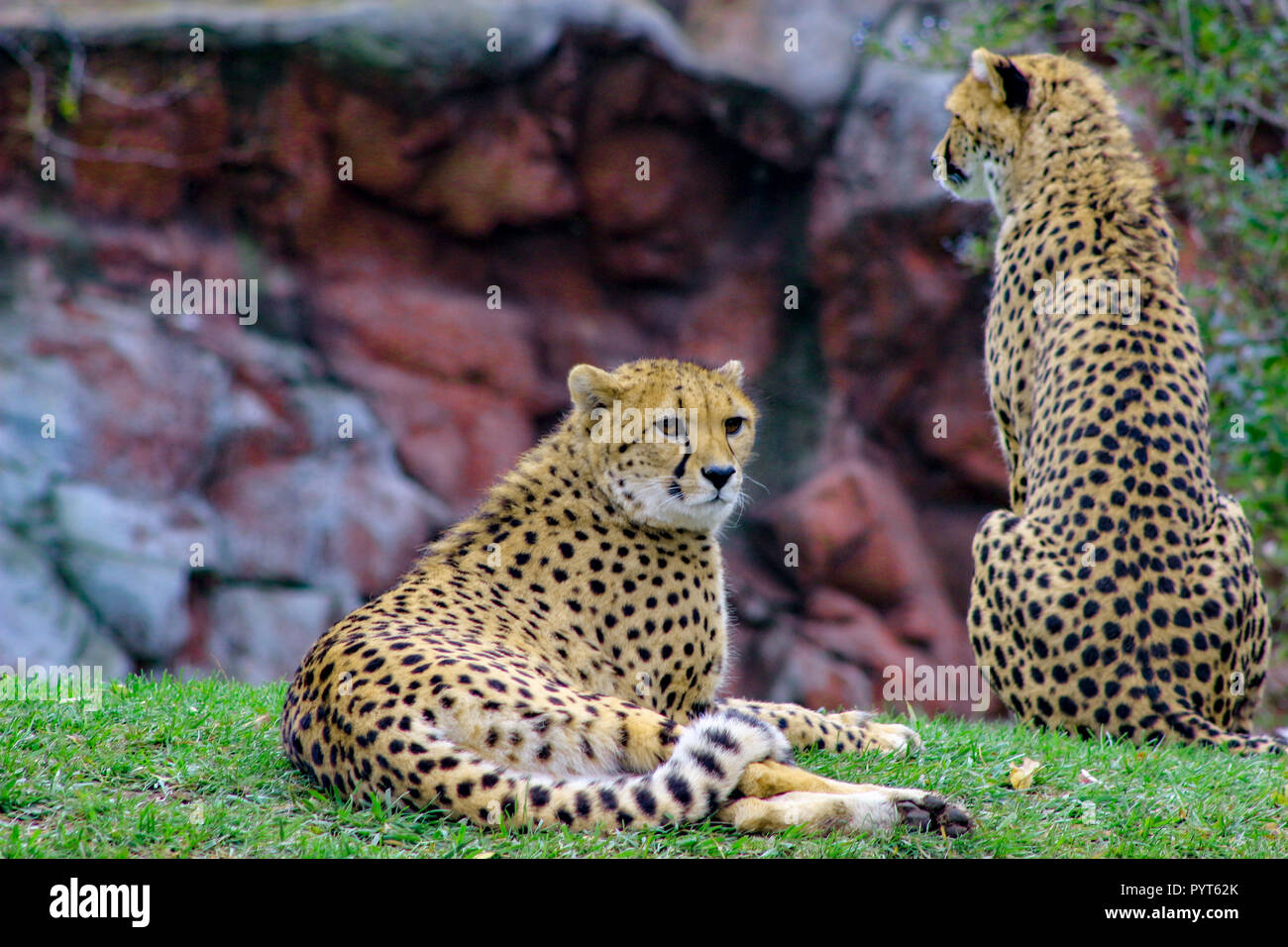 Dos guepardos sentados juntos. Un guepardo es sentar mientras que el otro se sienta guardia. Foto de stock