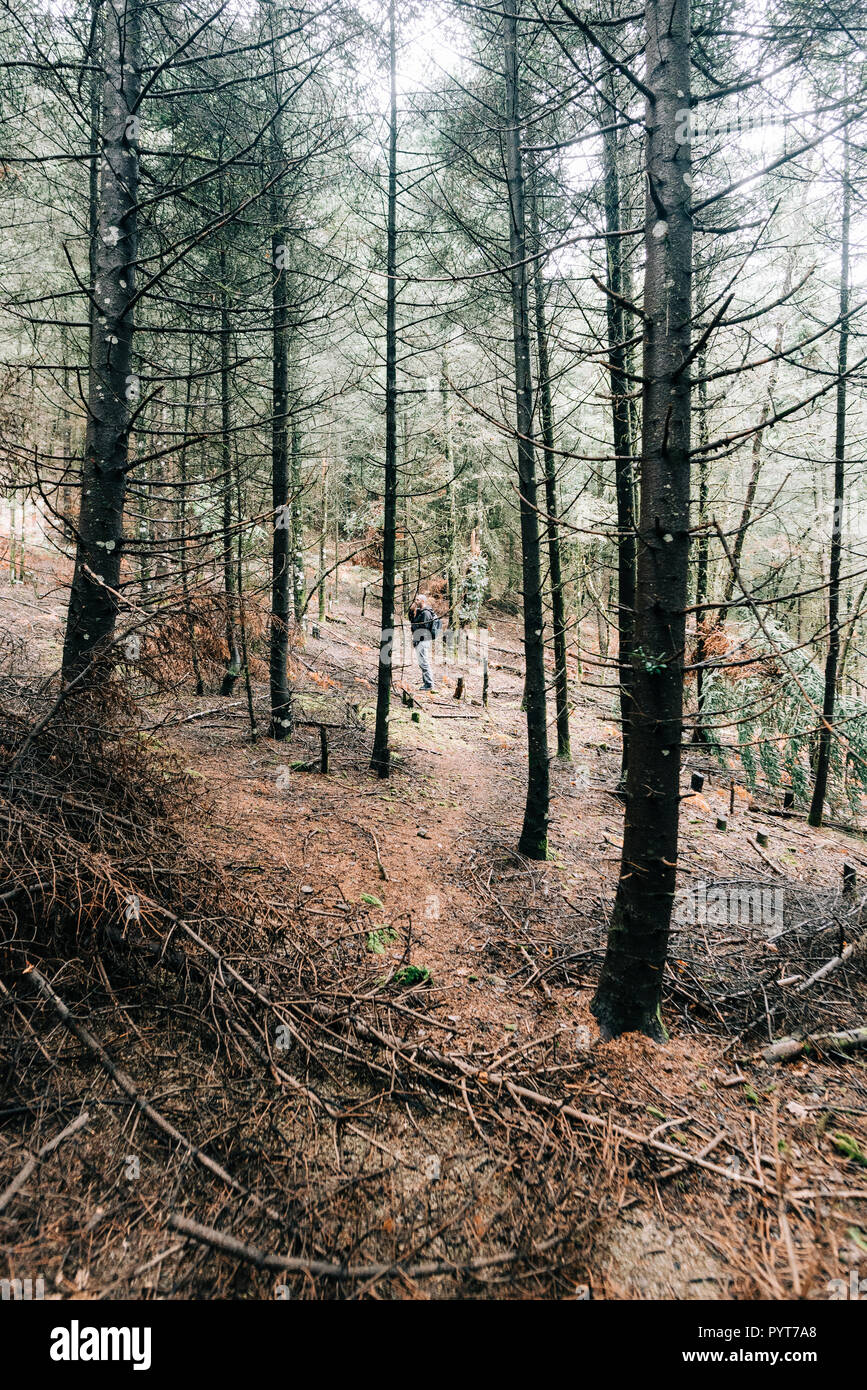 Paisaje de bosque nublado, con árboles grandes y pequeños senderos Foto de stock