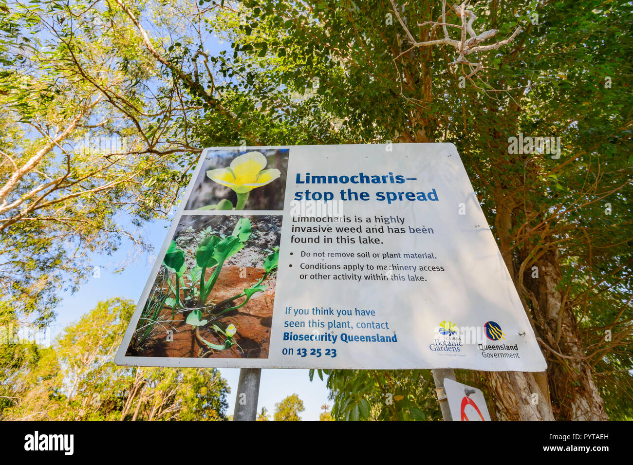 Señal de advertencia de bioseguridad contra una maleza invasora, Limnocharis encontrados en los Lagos Centenarios, Cairns, Far North Queensland, FNQ, QLD, Australia Foto de stock