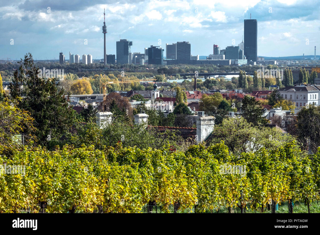 Viñedos de Viena, viñedo de otoño en una colina sobre el distrito de Nussdorf, Baja Austria, Donau-City fondo, Viena, vino Foto de stock
