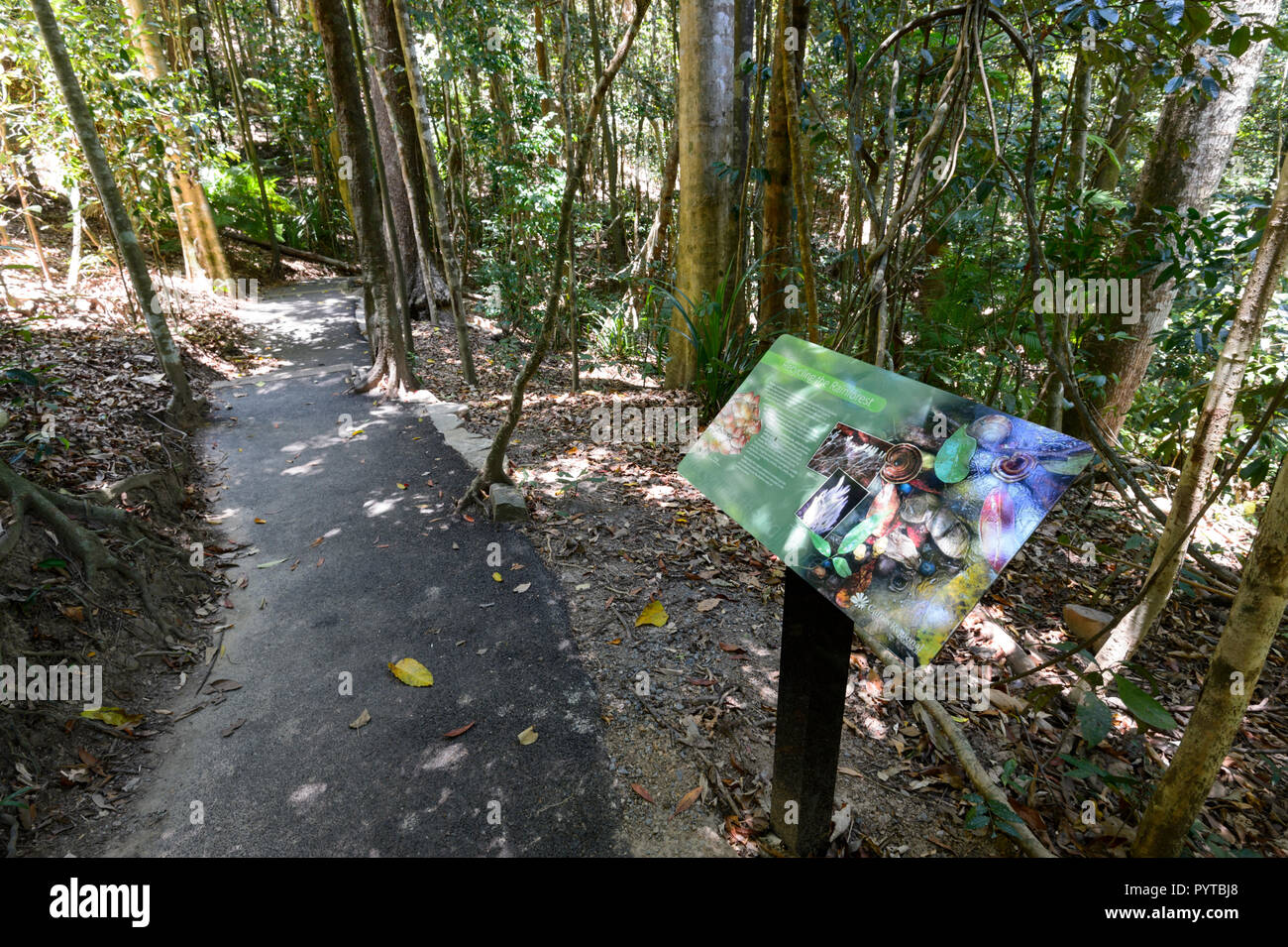 La flecha roja de la popular ruta de senderismo a través de la selva tropical, el Monte Whitfield Conservation Park, Cairns, Far North Queensland, FNQ, Queensland, Australia Foto de stock