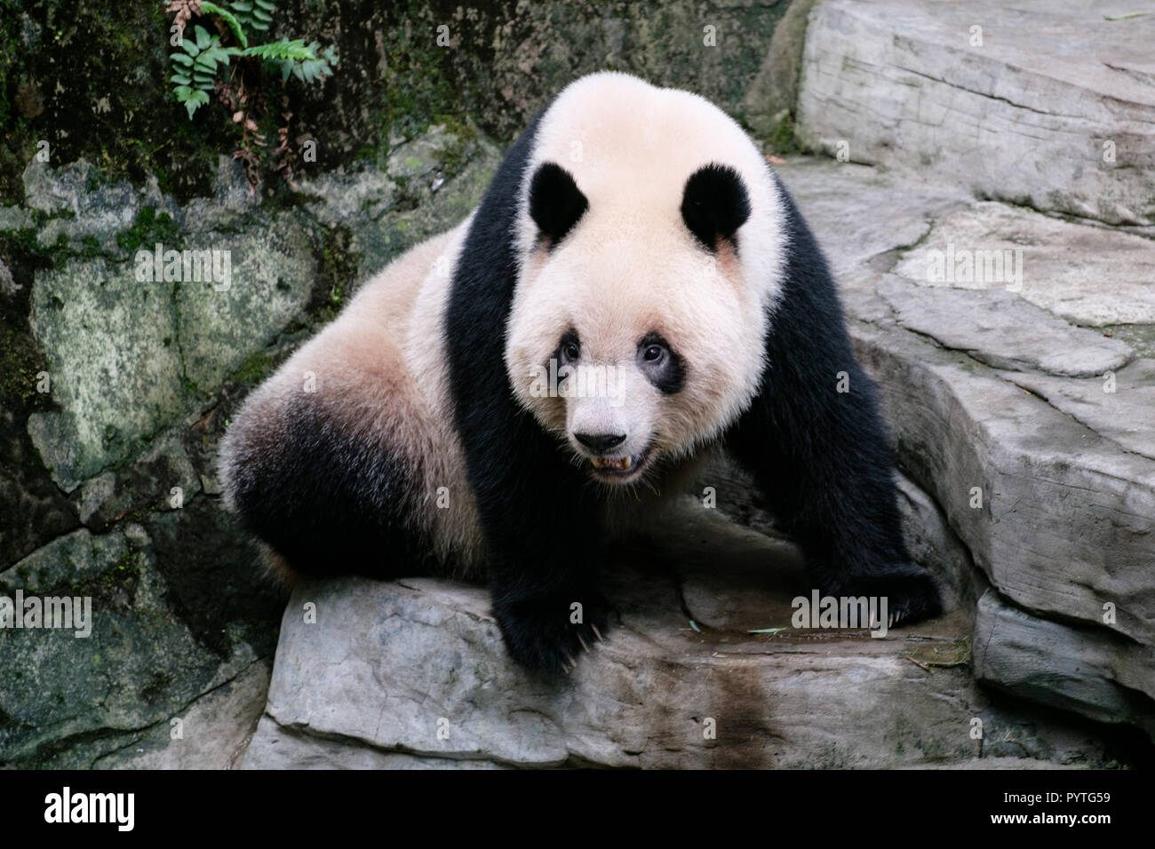 China Panda Bear Cub bebé sentarse en piedra en el zoo, la naturaleza alrededor con bambú Foto de stock