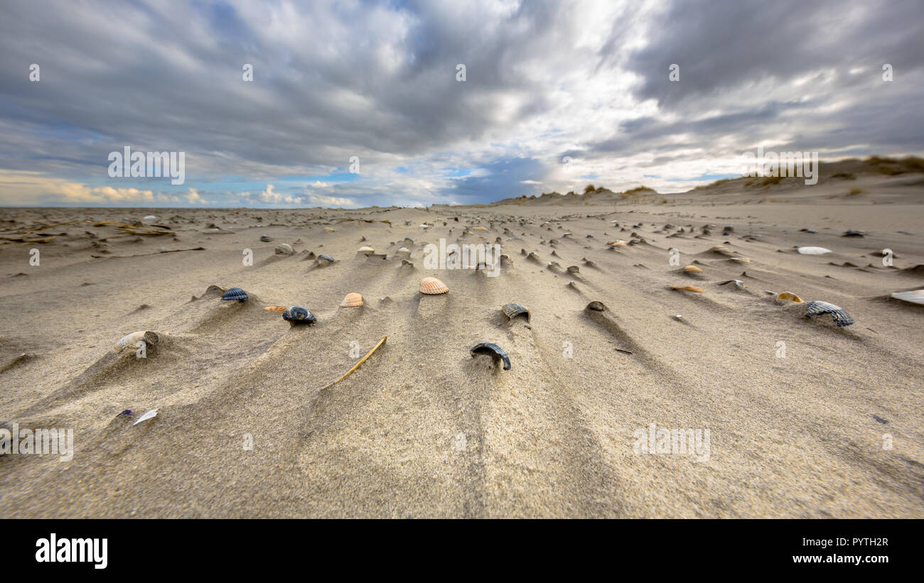 Cerastoderma conchas de mar sobre la playa barrida de áspero y natural en la isla Rottumerplaat Waddensea holandés Foto de stock