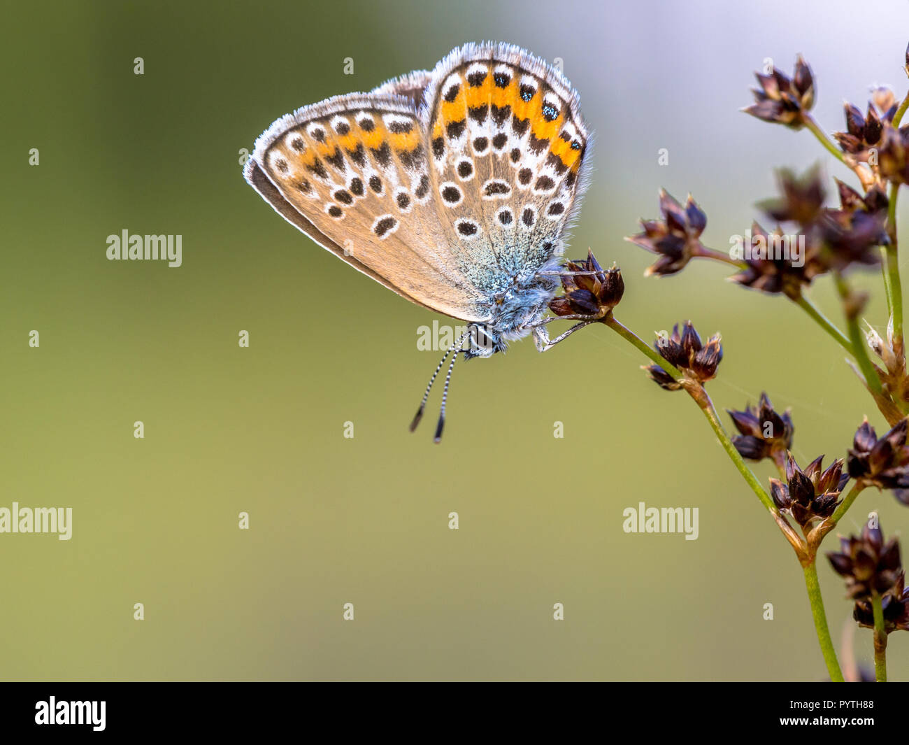 Hembra con clavos de plata (azul Plebejus argus) butterfly descansando o durmiendo en flor afilados Rush (Juncus acutiflorus) en su hábitat natural Foto de stock