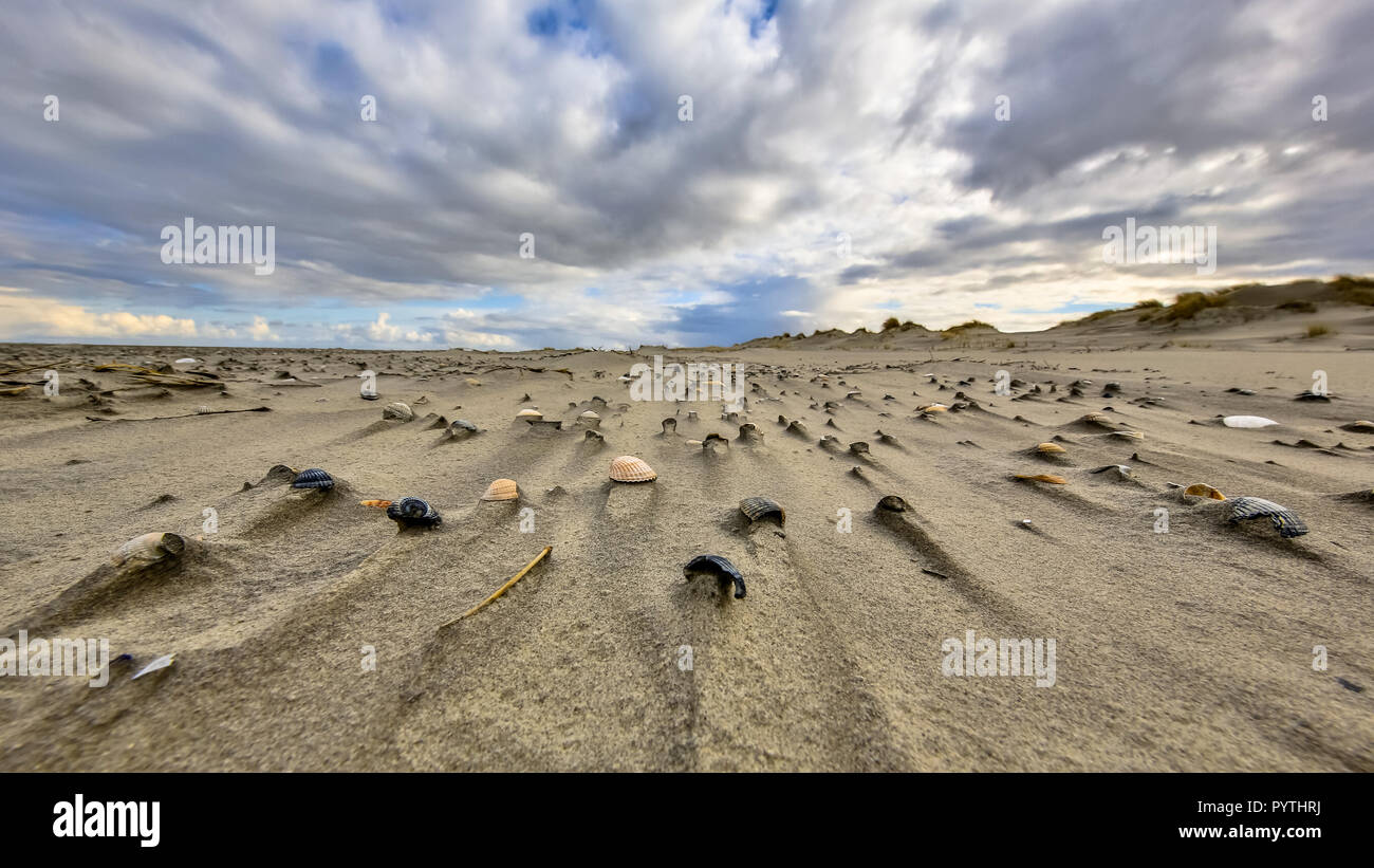 Cerastoderma conchas en la playa barrida de deshabitada isla Rottumerplaat en el dutch Waddensea Foto de stock