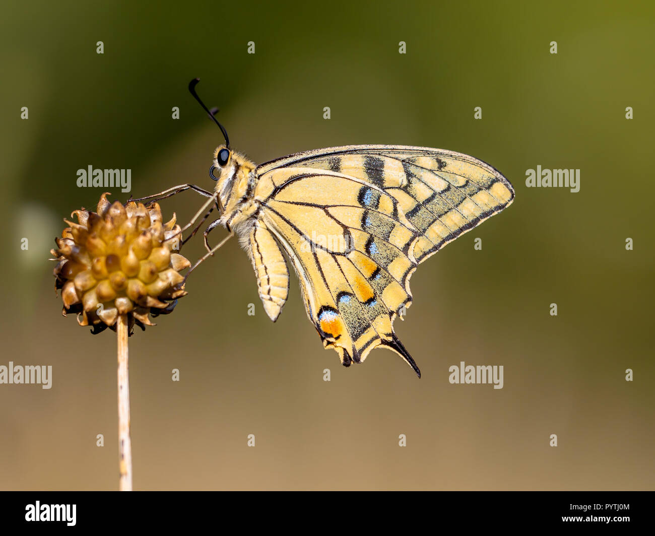 Especie (Papilio machaon) descansando sobre Allium planta en la luz de la mañana. La especie es nativa de mariposas más grande de Europa, y también uno de nuestros Foto de stock