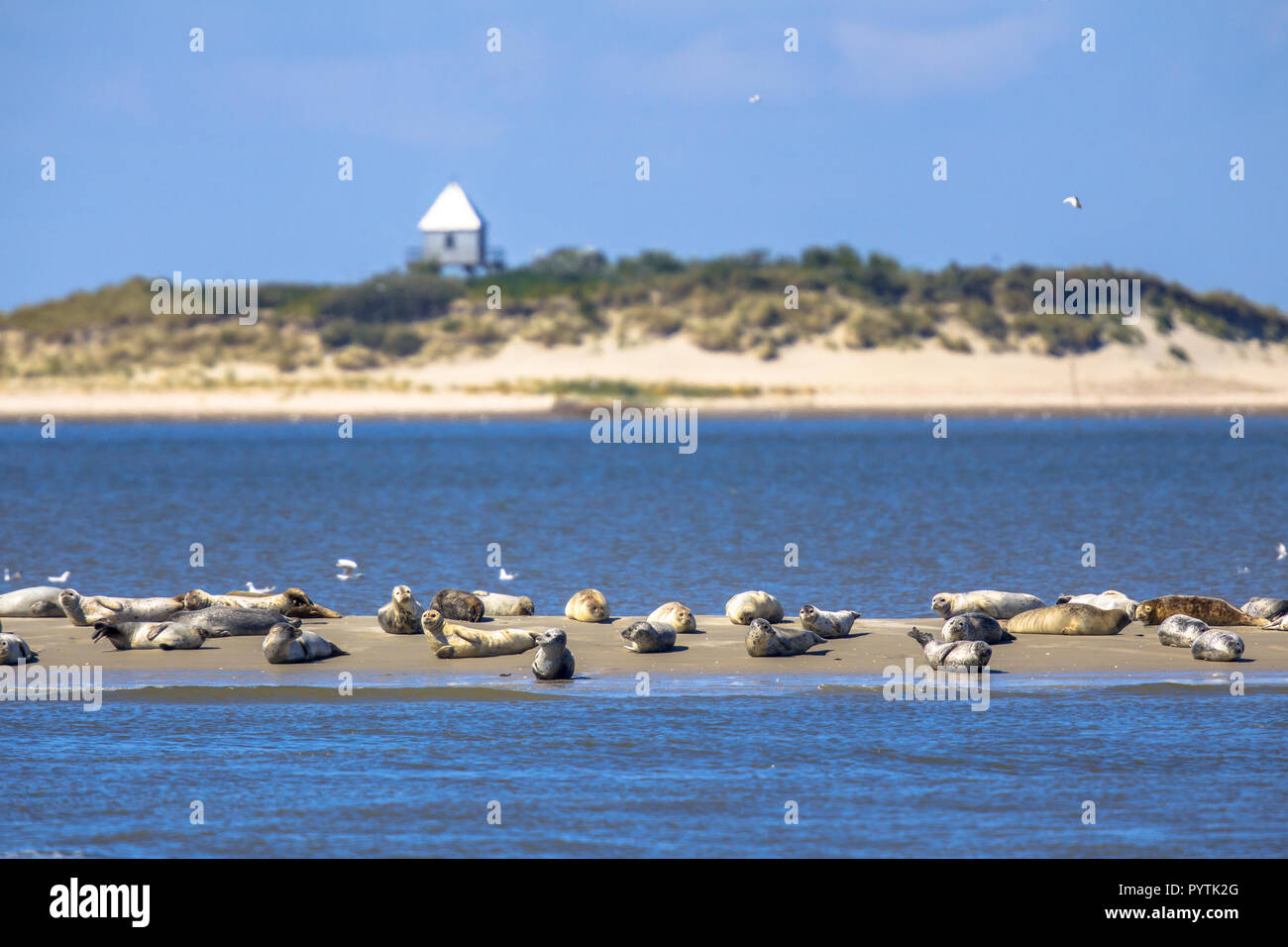 Juntas en un arenal cercano Rottumerplaat deshabitada isla en el mar de Wadden Foto de stock