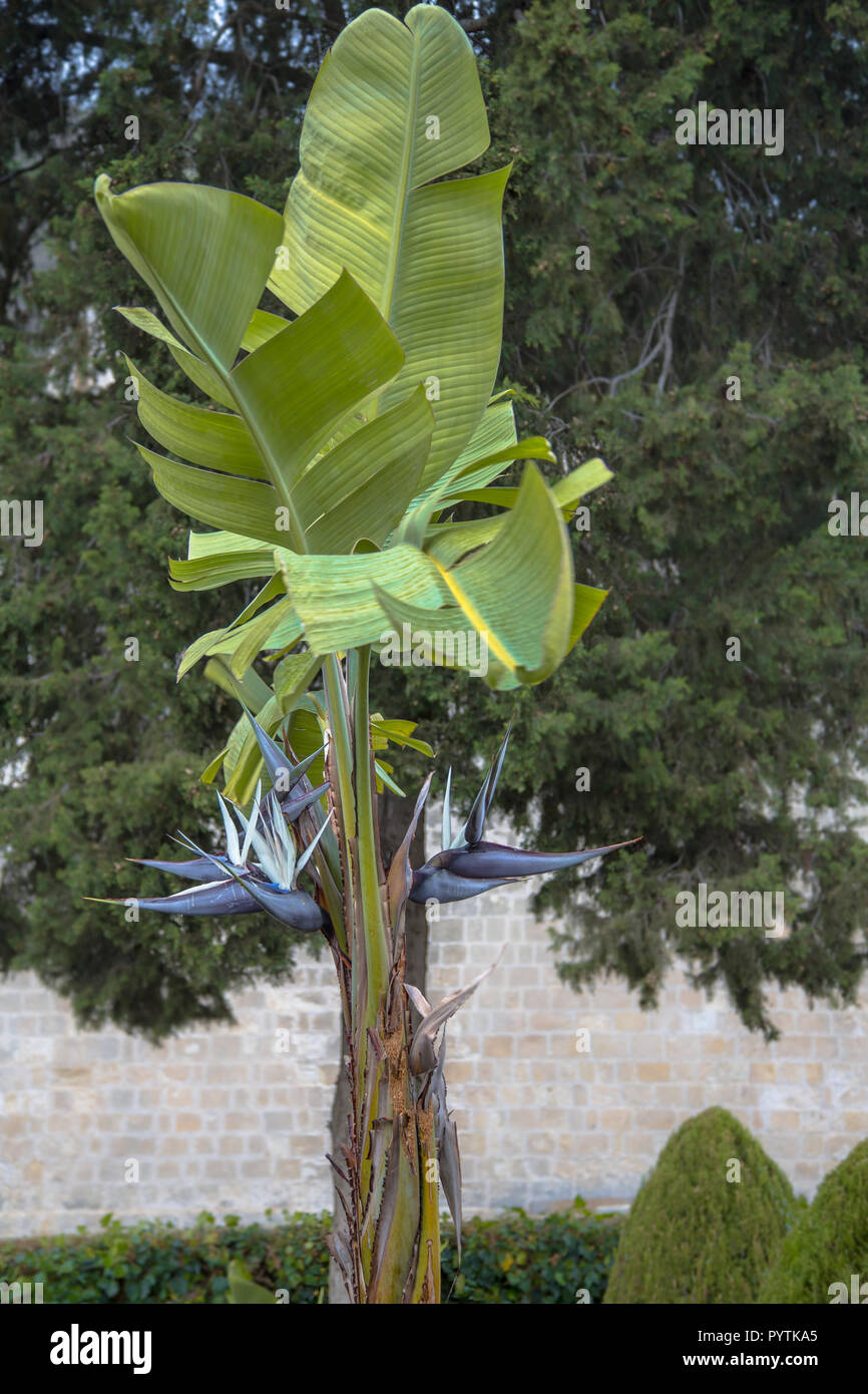 Ave del paraíso blanco gigante o plátanos silvestres (Strelitzia nicolai)  con el distintivo de flores negras Fotografía de stock - Alamy