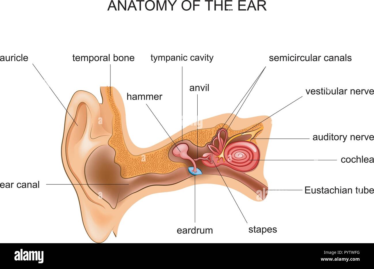 Ilustración vectorial de la anatomía del oído humano. ENT Ilustración del Vector