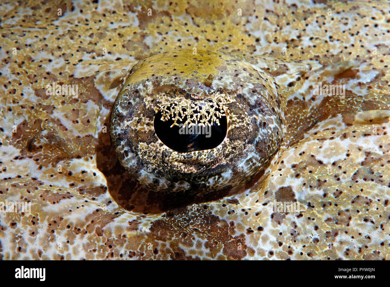 Detalle de un ojo tentáculos- flathead, alfombra o Indios Flathead (Papilloculiceps crocodilefish longiceps), Sharm el Sheikh, el Sinaí, Egipto Foto de stock