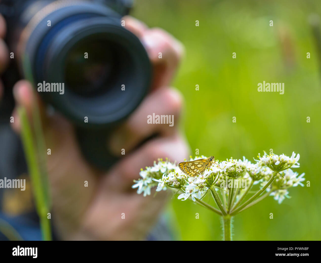 Fotógrafo de macro tomando una foto de un insecto. La fotografía de naturaleza se ha convertido en una popular actividad al aire libre desde cámaras digitales disponibles Foto de stock