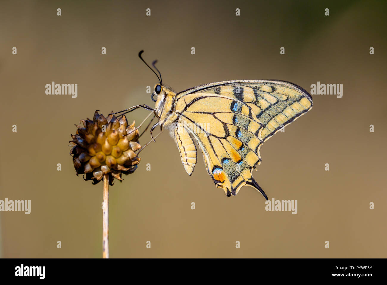 Especie (Papilio machaon) descansando sobre Allium planta en la luz de la mañana. La especie es nativa de mariposas más grande de Europa, y también uno de nuestros Foto de stock