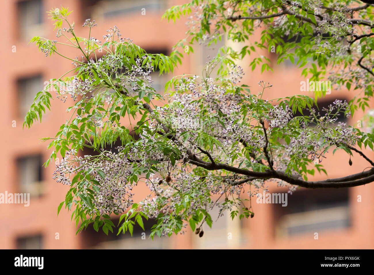 Paraiso sombrilla fotografías e imágenes de alta resolución - Alamy