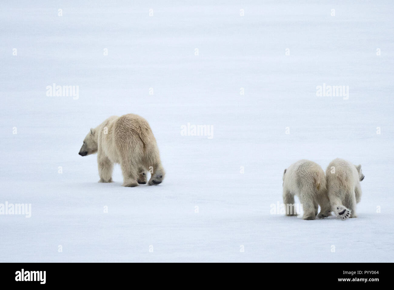 Joimed en la cadera, los osos polares en Svalbard Foto de stock