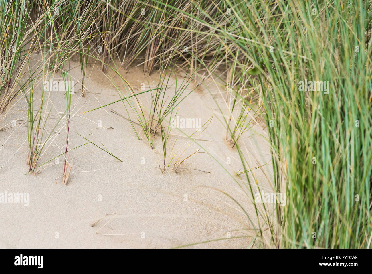 Marram hierba Ammophila crecen en un sistema de dunas de arena. Foto de stock