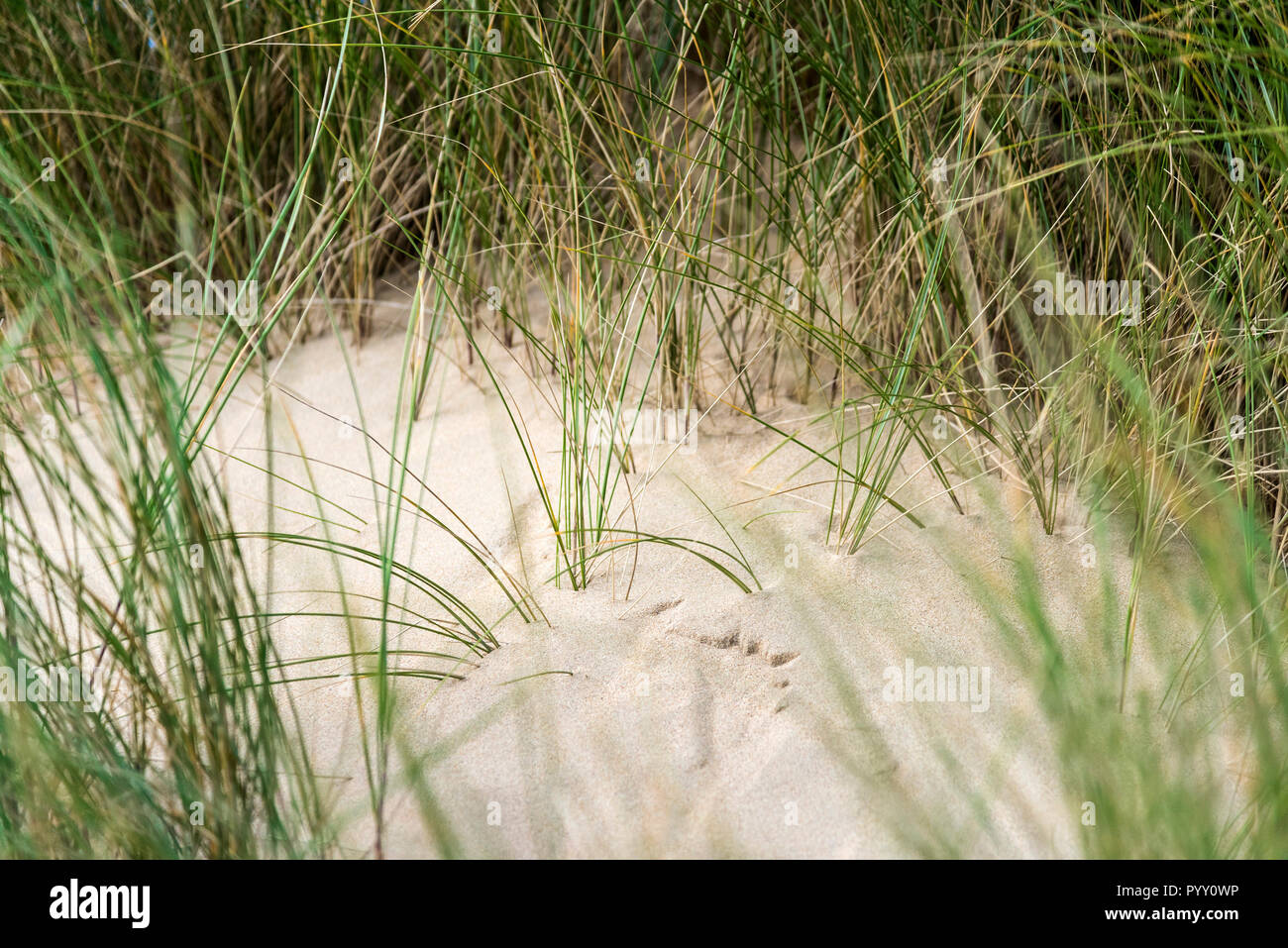 Marram hierba Ammophila crecen en un sistema de dunas de arena. Foto de stock