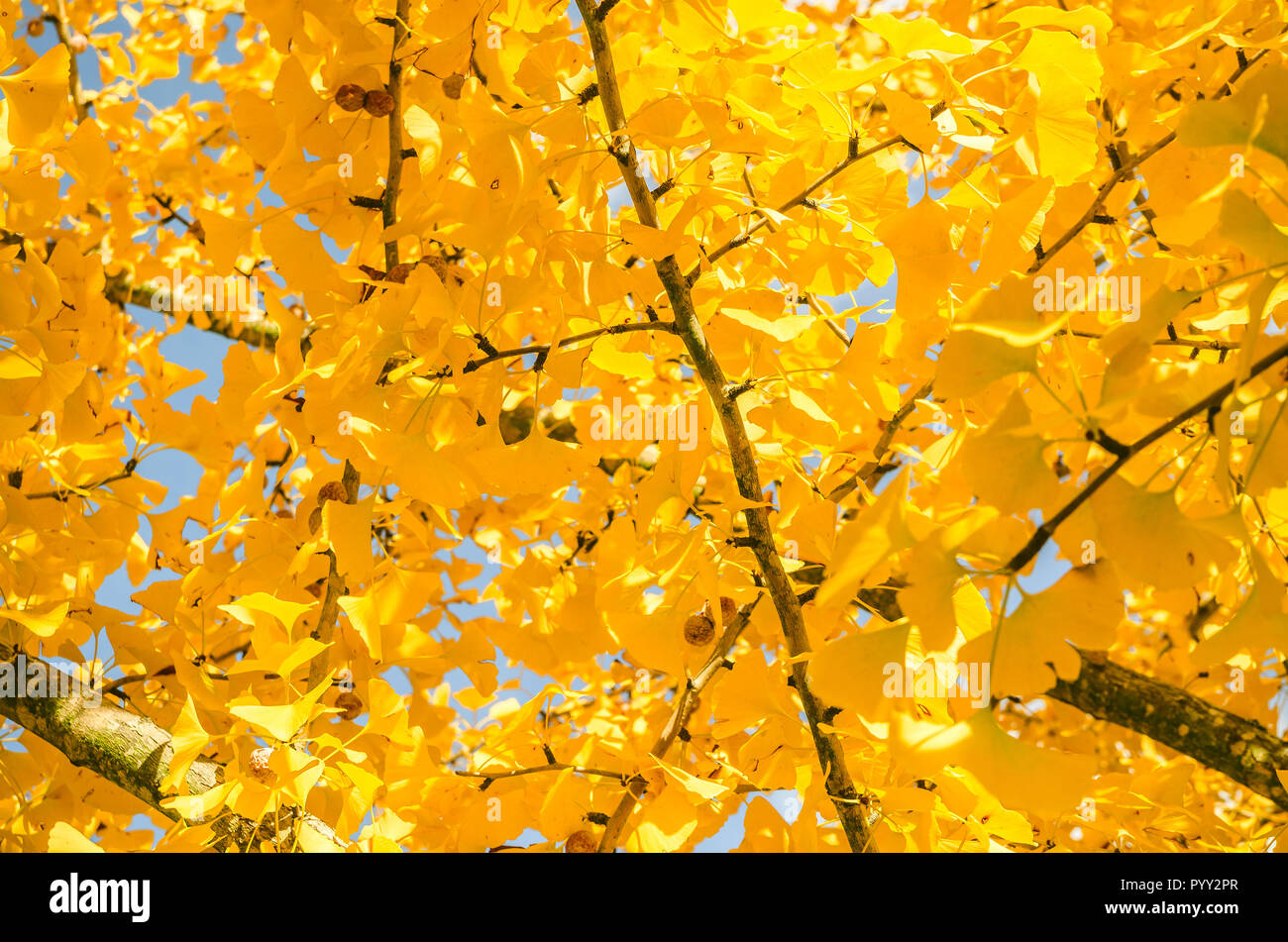 Un ginkgo biloba árbol muestra un dosel de hojas amarillas, 13 de noviembre  de 2011, en Columbus, Mississippi Fotografía de stock - Alamy