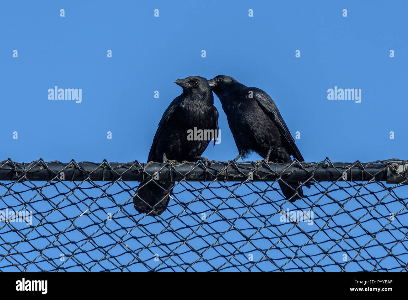 Dos cuervos en una valla a mirar alrededor. Foto de stock