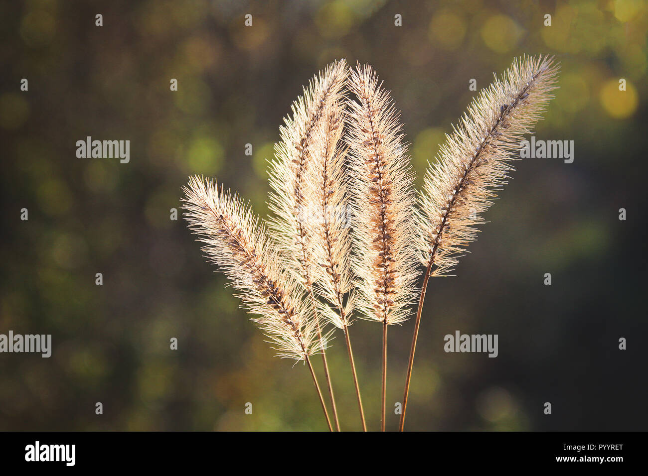 Foxtail Setaria pumila, amarillo, amarillo-cerda de hierba, hierba o paloma tifa hierba. Foto de stock