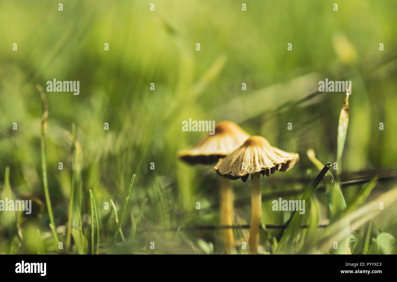 Dos hongos de la familia de los hongos reino entre la hierba del bosque, con fondo verde desenfocado Foto de stock