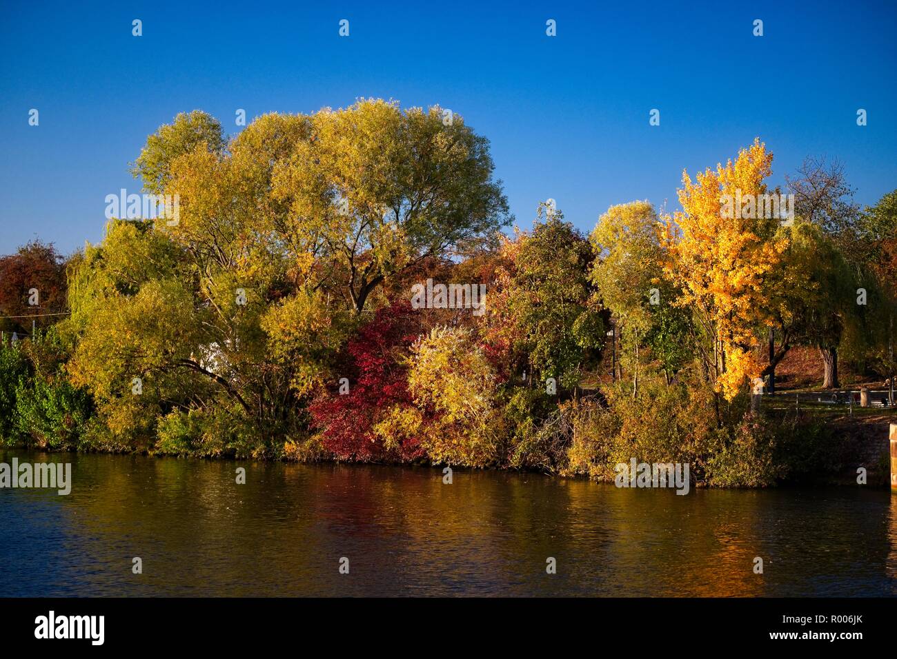 Colores otoñales en los árboles a orillas del río Main, Alemania Foto de stock