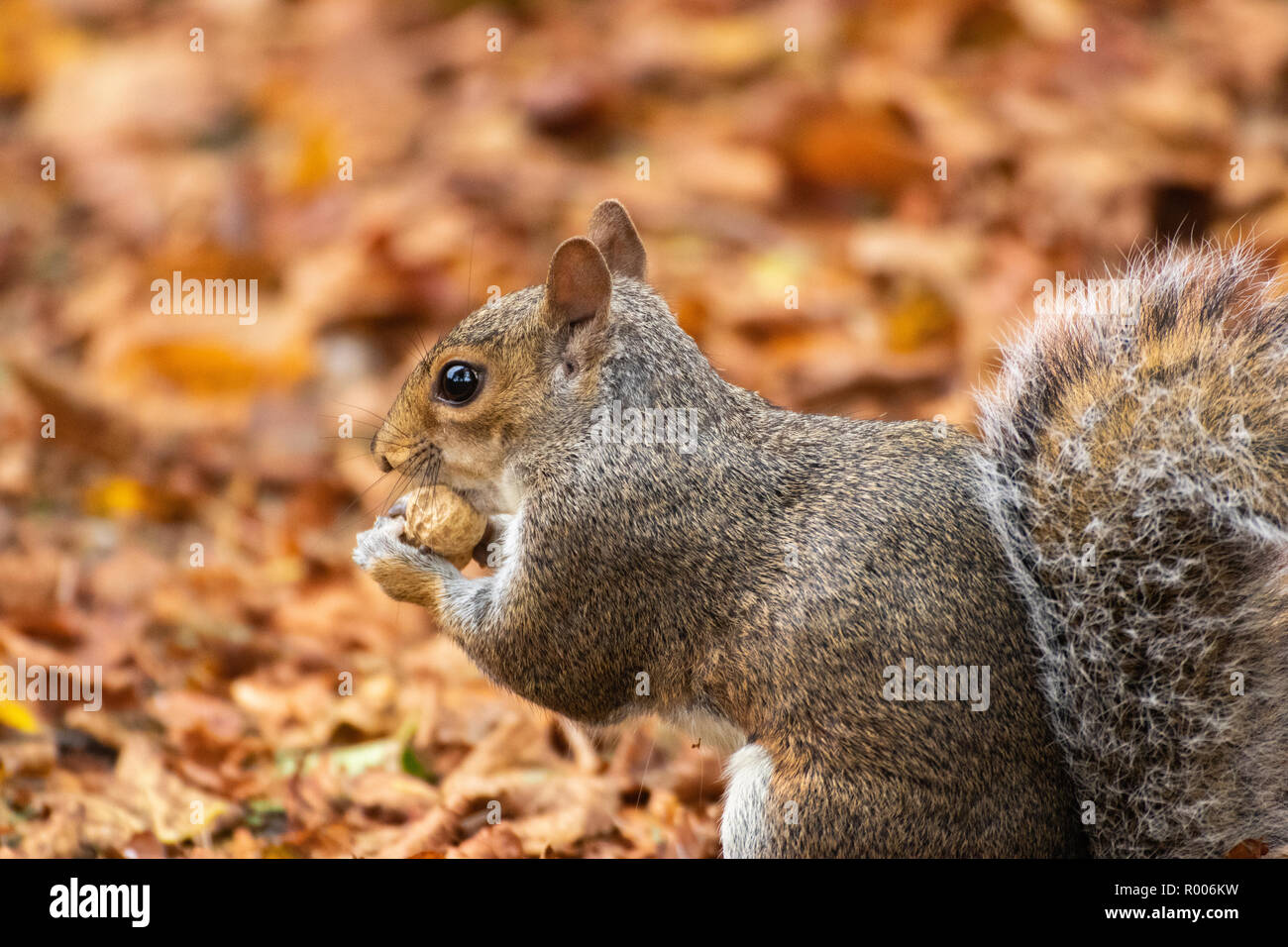 Una ardilla gris otoño hojas marrones Foto de stock
