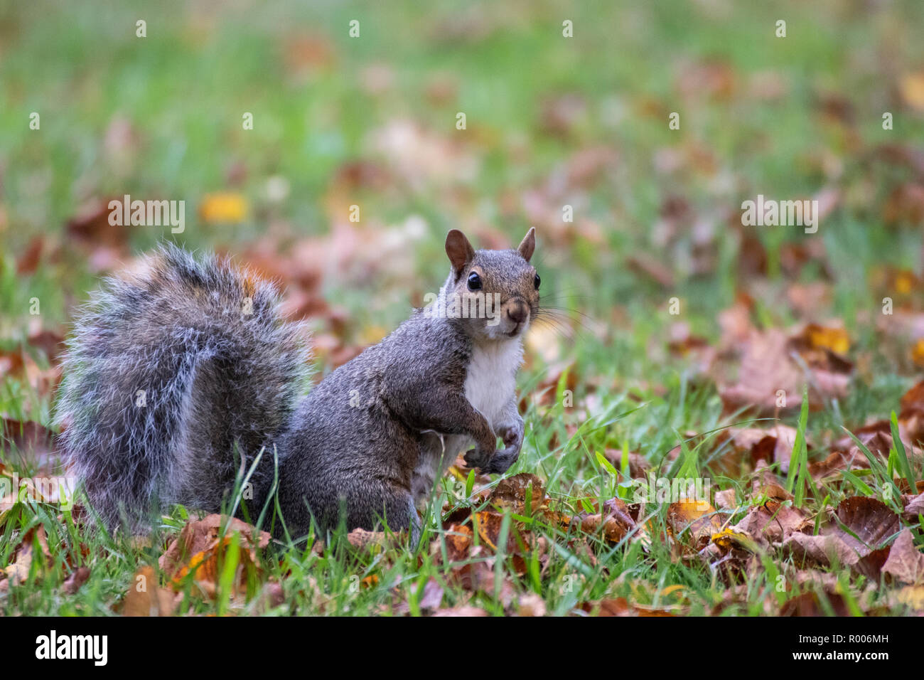 Una ardilla gris otoño hojas marrones Foto de stock