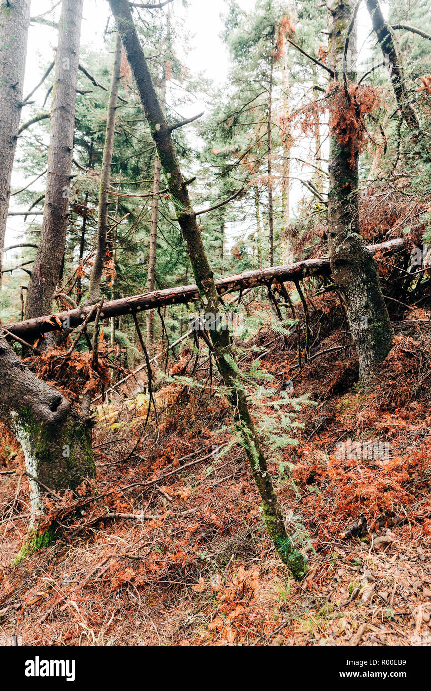 Paisaje de bosque nublado, con árboles grandes y pequeños senderos Foto de stock